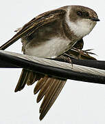 Sand Martin