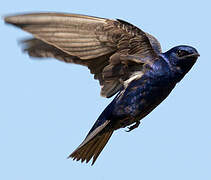 Purple Martin