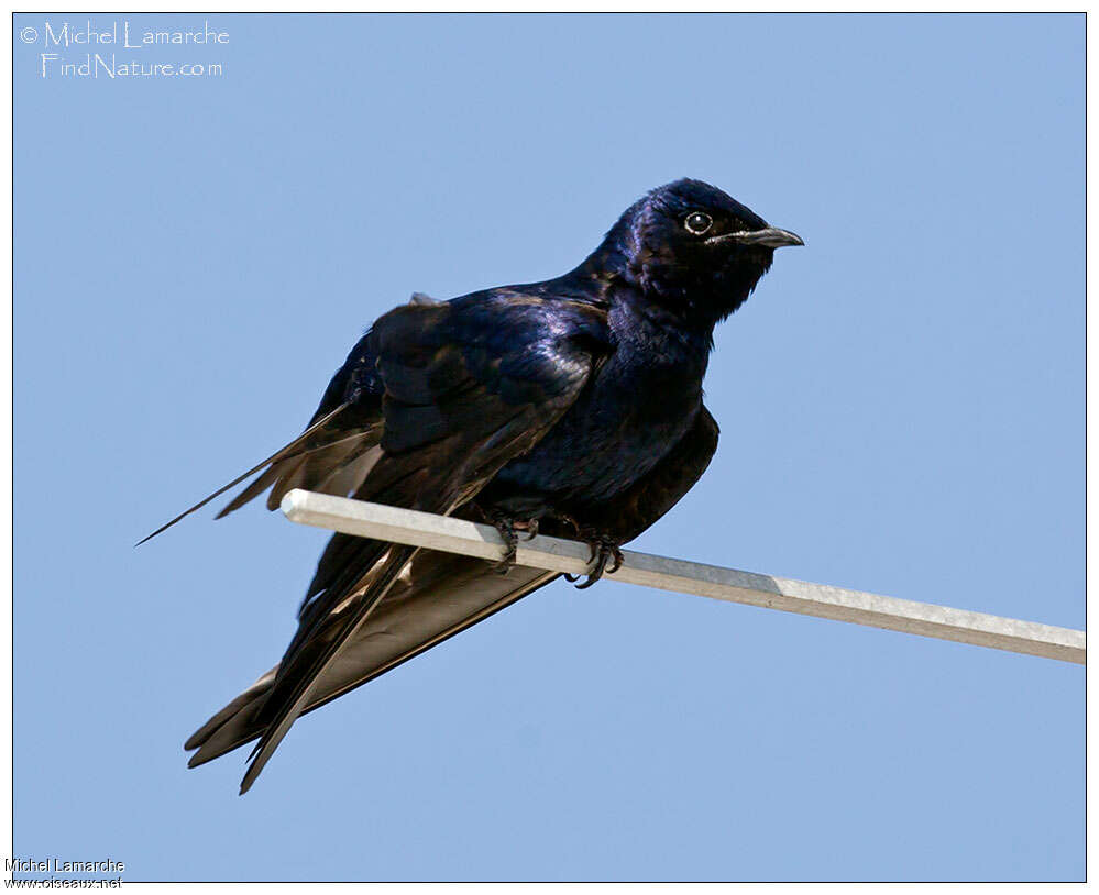 Hirondelle noire mâle, identification