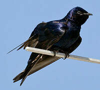 Purple Martin