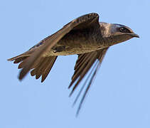 Purple Martin