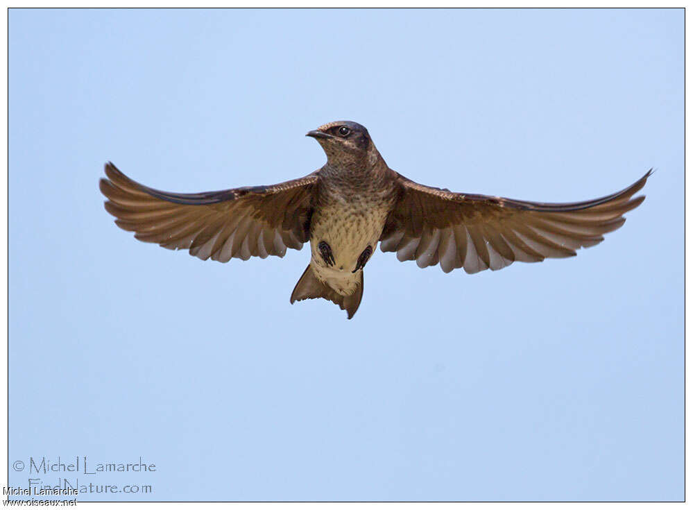 Purple Martin female adult, pigmentation, Flight