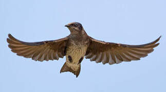 Purple Martin