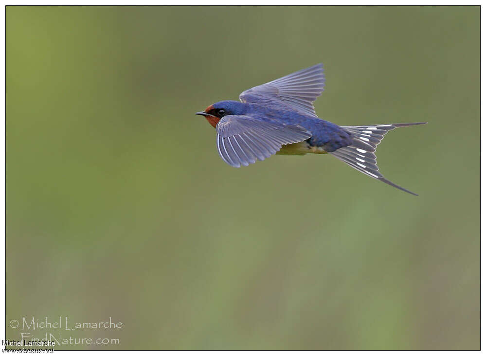 Barn Swallowadult, Flight