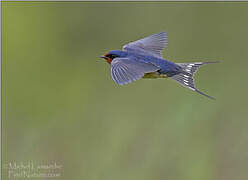 Barn Swallow