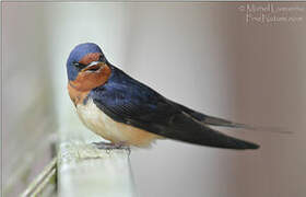 Barn Swallow