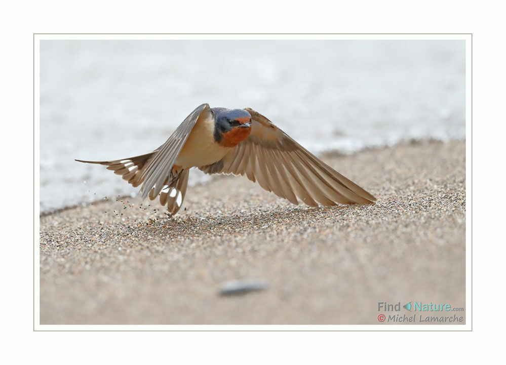 Barn Swallow female adult