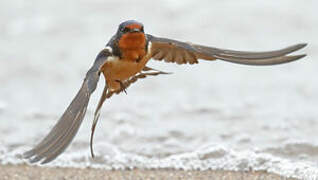 Barn Swallow