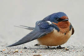 Barn Swallow