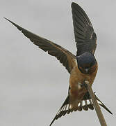 Barn Swallow