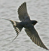 Barn Swallow