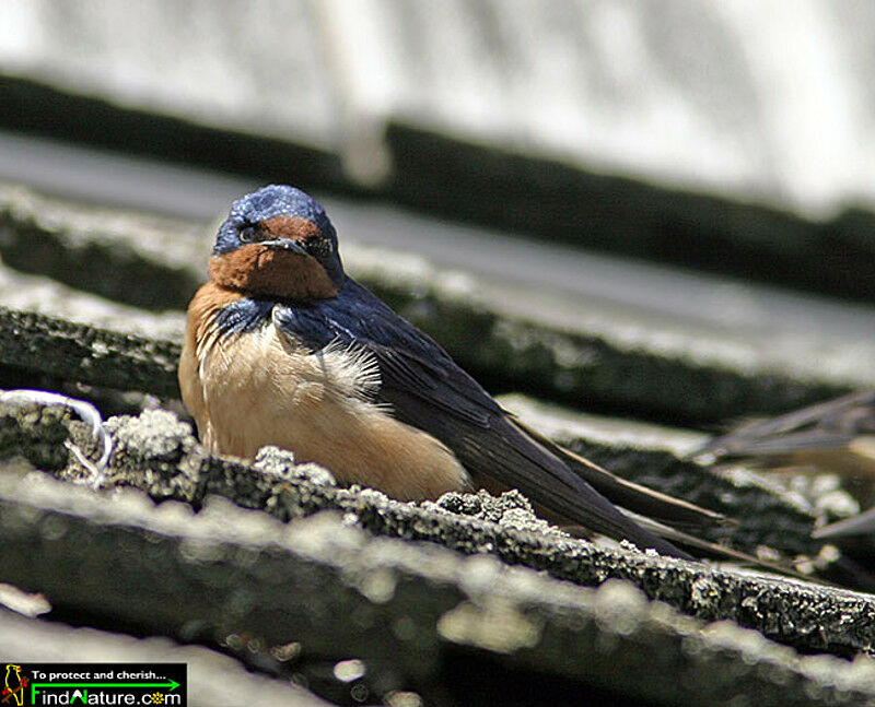 Barn Swallow