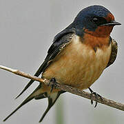 Barn Swallow