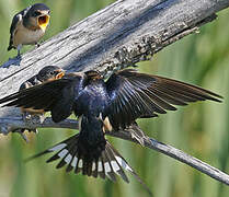 Barn Swallow