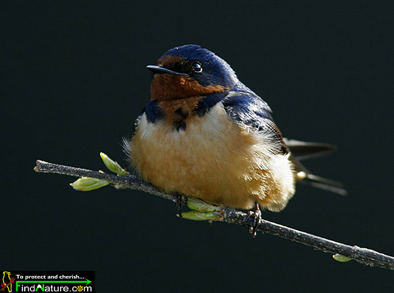 Barn Swallow male adult