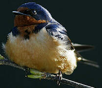 Barn Swallow