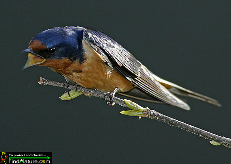 Hirondelle rustique mâle adulte