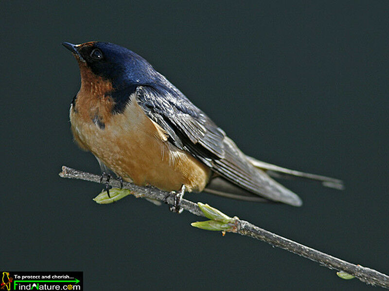 Barn Swallow male adult