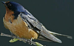 Barn Swallow