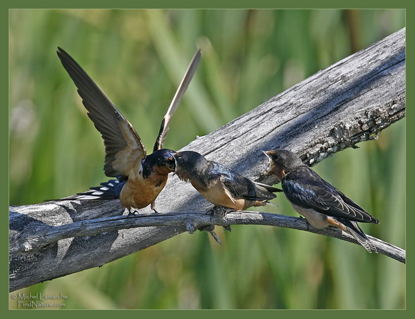 Hirondelle rustique