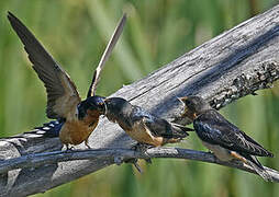 Barn Swallow