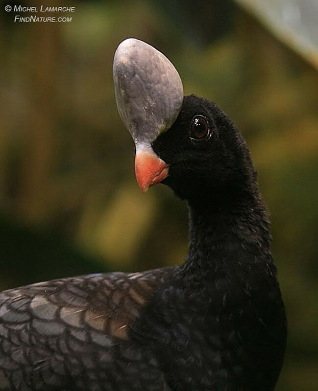 Helmeted Curassow