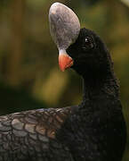 Helmeted Curassow