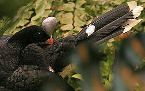 Helmeted Curassow