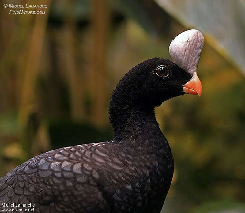 Helmeted Curassow