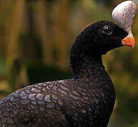 Helmeted Curassow