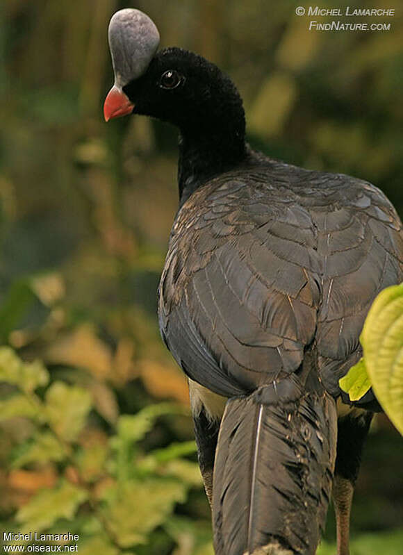 Helmeted Curassow