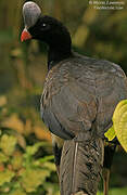 Helmeted Curassow