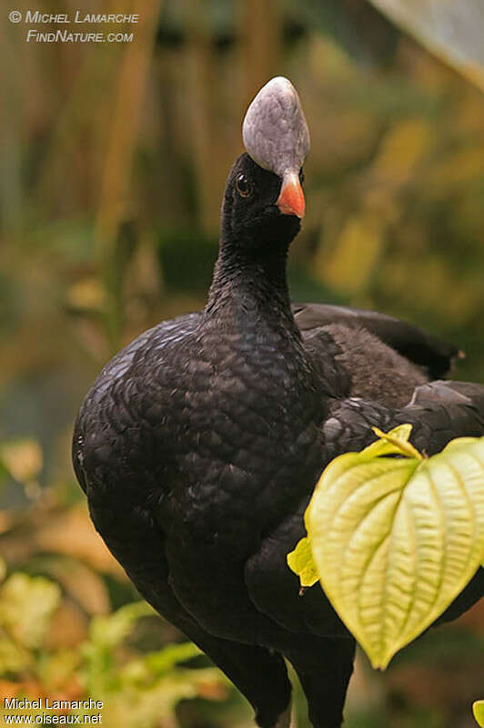 Hocco à pierre