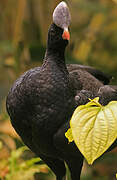 Helmeted Curassow