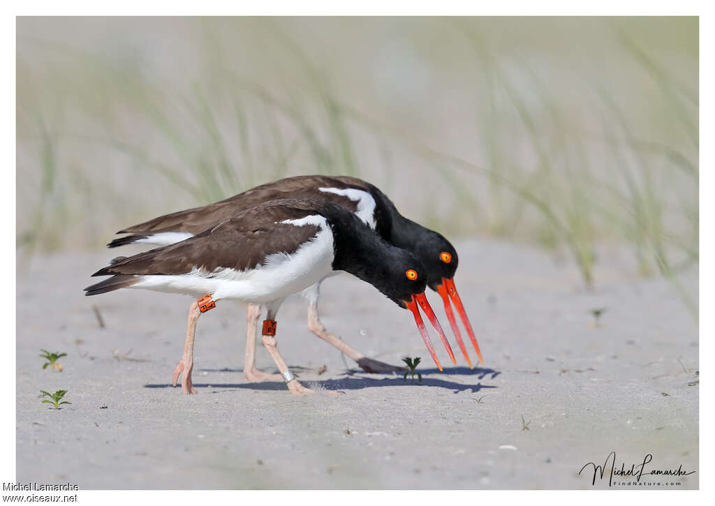 American Oystercatcheradult, Behaviour