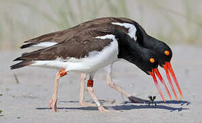 American Oystercatcher