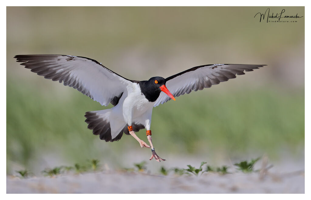 American Oystercatcheradult, Flight