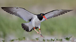 American Oystercatcher