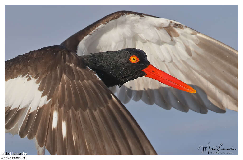 American Oystercatcheradult, close-up portrait, Flight