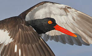 American Oystercatcher