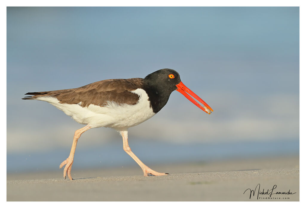 American Oystercatcher