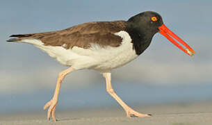 American Oystercatcher