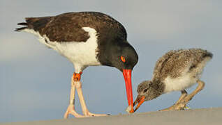 American Oystercatcher