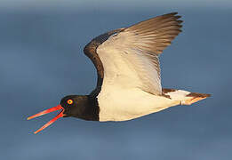 American Oystercatcher