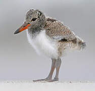 American Oystercatcher