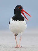 American Oystercatcher