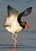 American Oystercatcher