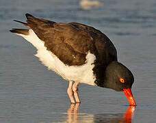 American Oystercatcher