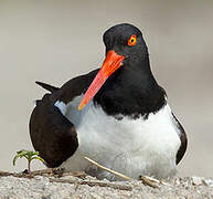 American Oystercatcher