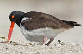 American Oystercatcher